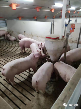 靶向通风实验猪舍生产数据报告（一）