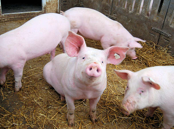 2022年03月20日全国各省市种猪价格报价表，猪价开始明涨暗跌，种猪市场有何变化？