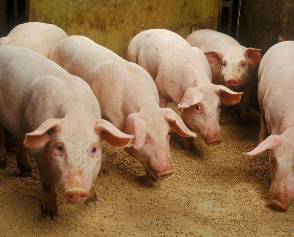 行业周报：猪价跌破6元/斤，依旧将弱势运行，关注产能去化节奏！