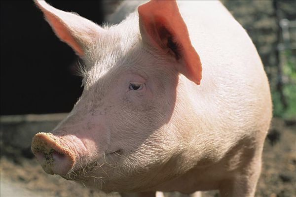 母猪怀孕1-30天控制采食量会提高胚胎成活率吗？