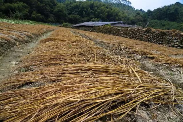 家庭农场养猪用这三宝：木炭， 石灰， 禾杆草！