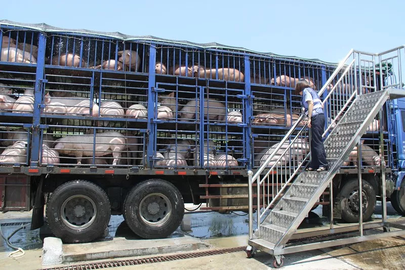 未经检疫申报就调运，537头生猪在海南被查，8人被抓