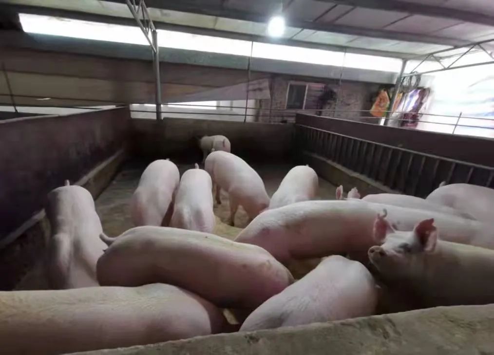 规模化猪场后备母猪的培育方法