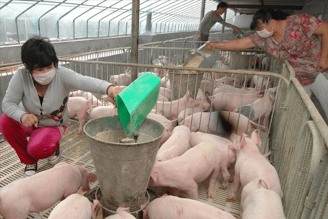 注意！未来家庭农场占比将达60%！这类养猪人将迎巨大发展机遇