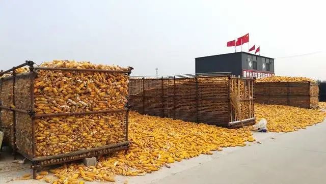 玉米变天，小麦震荡，稻谷有下跌迹象，粮价下跌是件好事？
