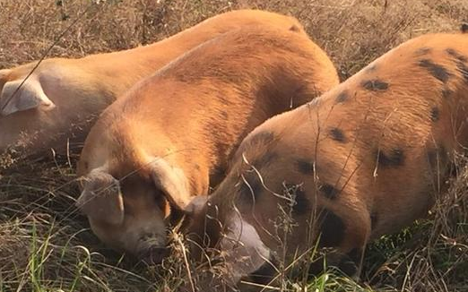 猪舍环境温度对育肥猪有哪些影响？