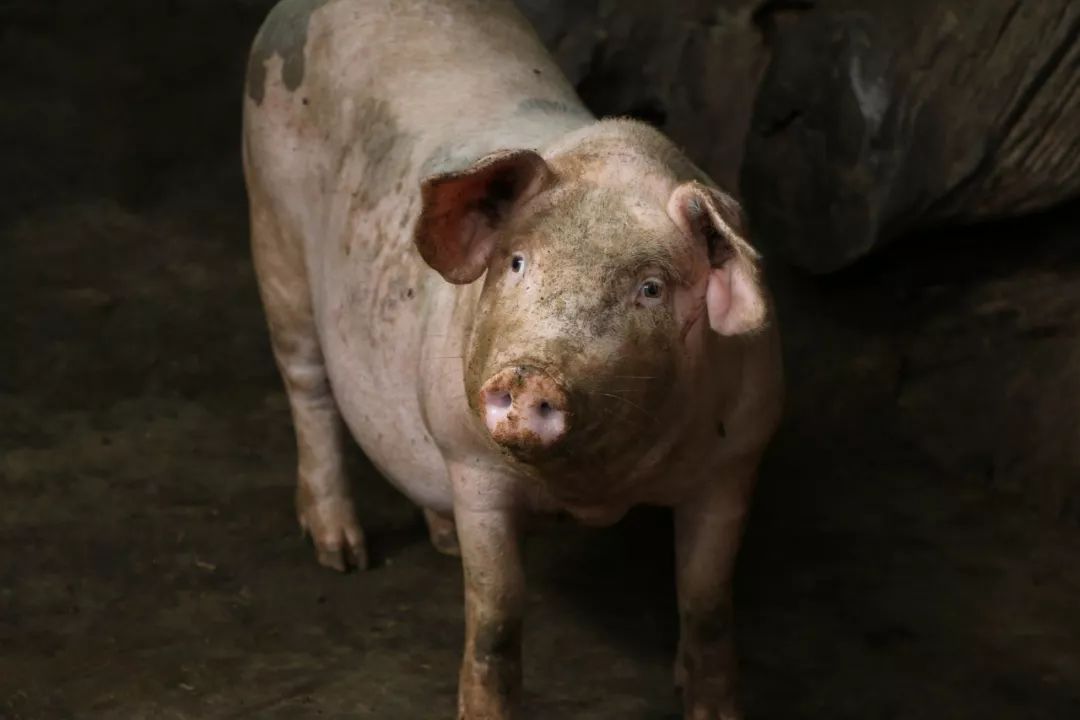 非洲猪瘟在中国发生4年，在风险、感染途径和预防方面可以汲取这几点教训