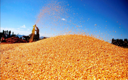 最新消息，乌克兰春播面积减半，国内玉米价格还要涨？