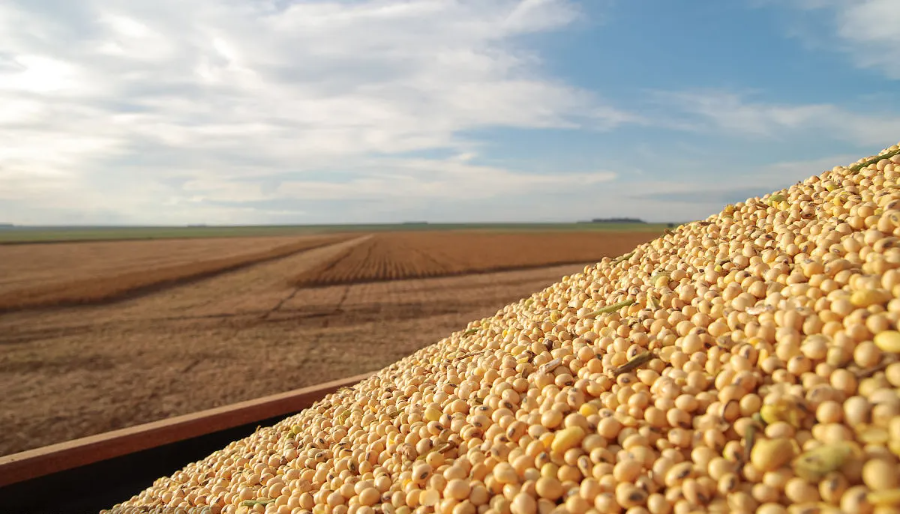 豆粕涨超5000元/吨，国内的豆粕还够用吗？