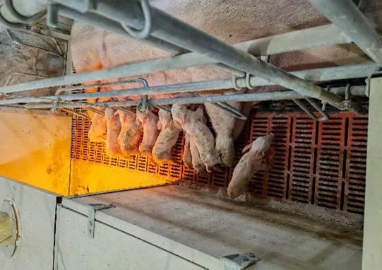 除了引起仔猪腹泻外，球虫还会导致哪些重大损失？