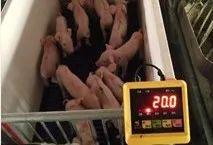 除了引起仔猪腹泻外，球虫还会导致哪些重大损失？