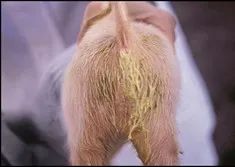除了引起仔猪腹泻外，球虫还会导致哪些重大损失？