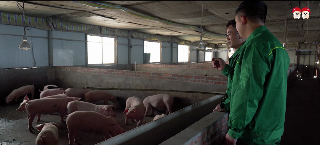 控制料肉比是养好猪的关键，学会这三招，轻轻松松降低料肉比