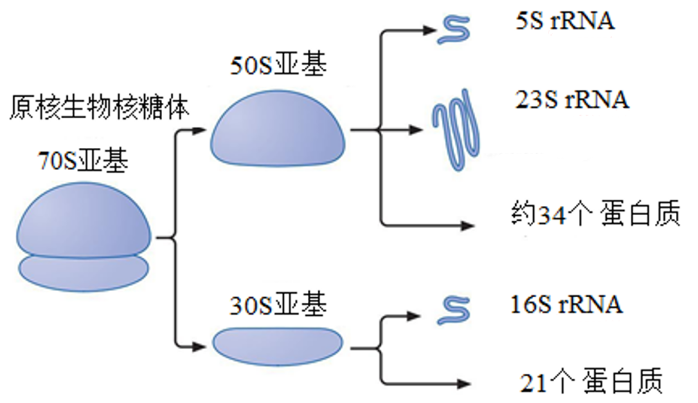 核糖体平面图图片