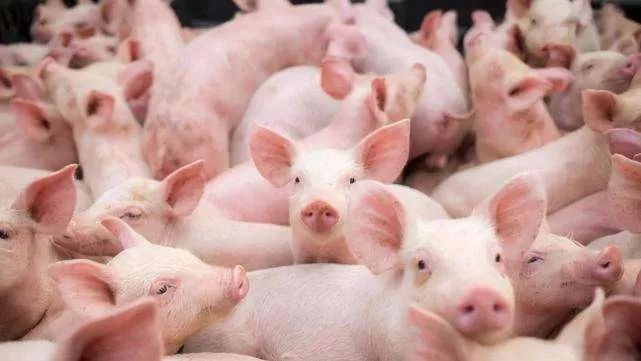 2022年预计7.05亿头！产能调减需求增加，猪市5月能迎柳暗花明？