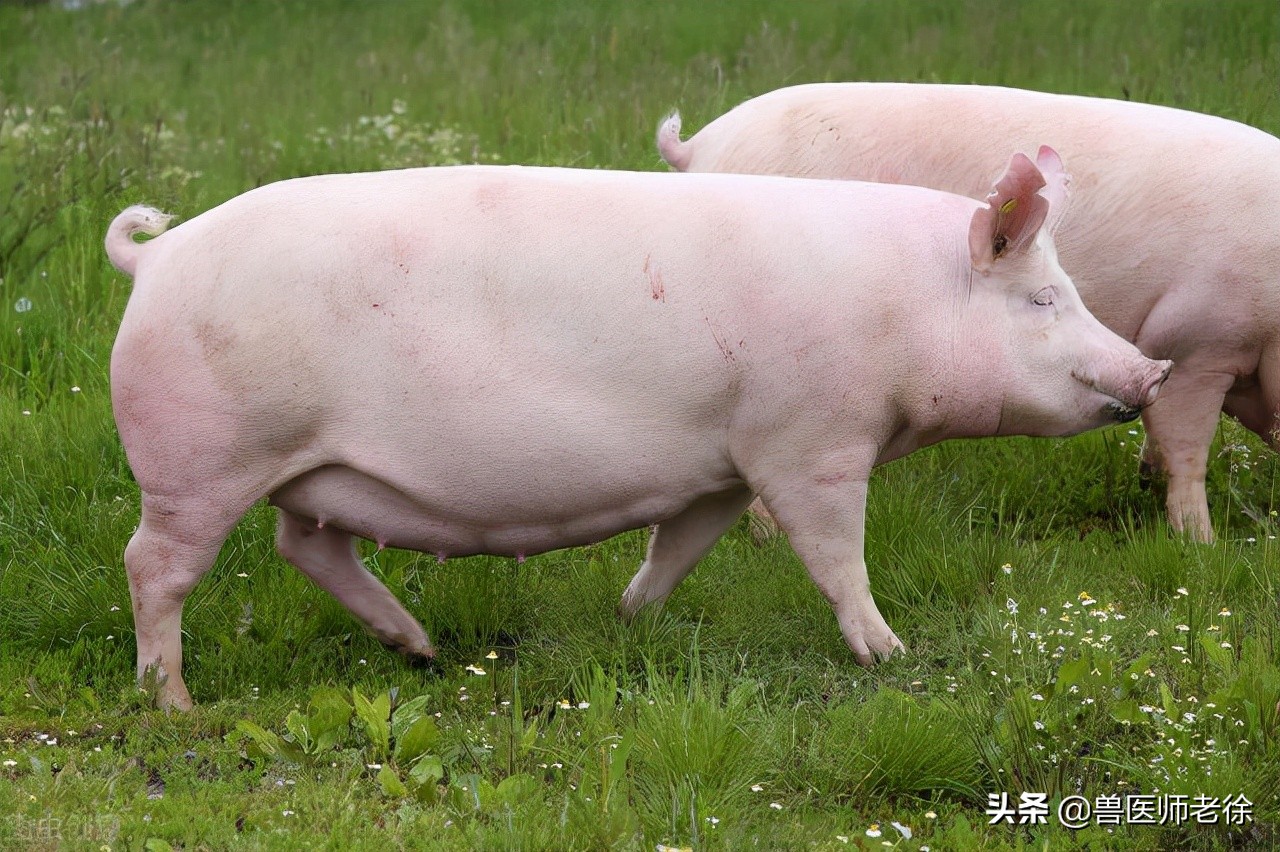 后备母猪需要达到这3个标准才能开始配种