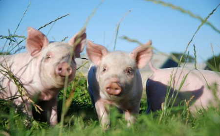 超期后备猪的原因及改善措施分别有哪些？