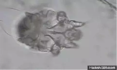 寄生虫危害被忽略！没想到分布这么多部位