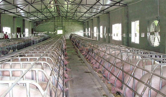 这些养猪场优先享受生猪生产政策！8省产能调控基地名单出炉！