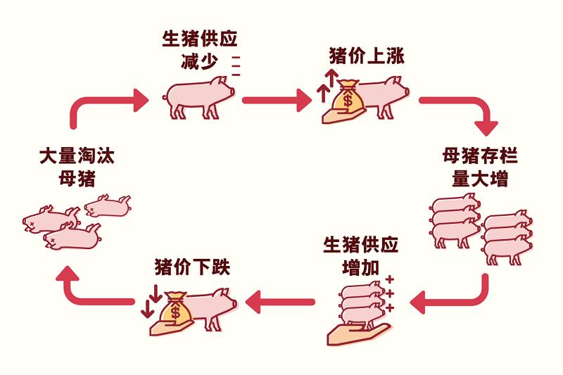 规模猪场市场占有率提升至60%？生猪行业正在经历涅槃重生