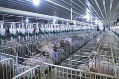 生物安全难保障？数智化平台赋能动植物疫病防控