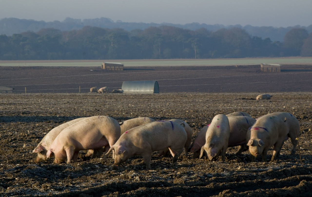 去势公猪和母猪的生长、经济性能有差异吗？