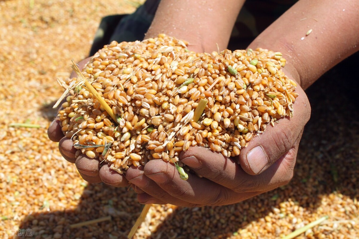 粮食危机：玉米继续飘红，麦价横盘偏弱，稻价不涨，粮价要降？