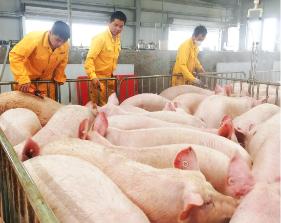 4月猪价迎来开门红，叠加4万吨收储来袭，养殖户们要抓住机会！