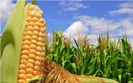 美农业部种植意向报告解读，种植面积减了，玉米为何还跌了？
