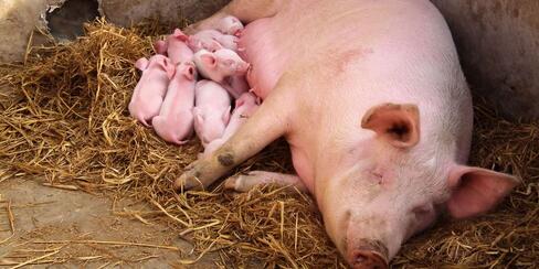 如何提高母猪排卵数和胚胎着床率？