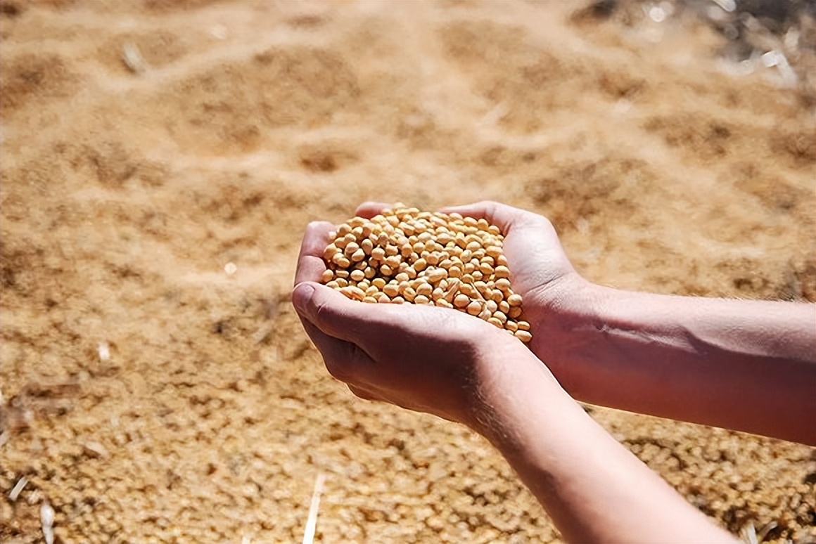 4月2日饲料价格：豆粕价格跌落神坛大跳水，玉米价格也将回落？