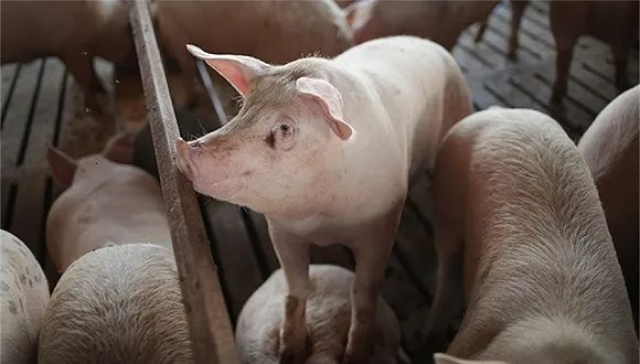 秀博基因：优化猪群与降本增效兼顾，为下半年行情做准备！