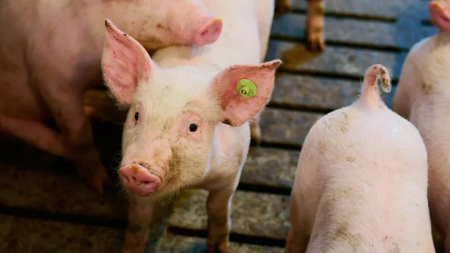 2022年04月06日全国各省市10公斤仔猪价格行情报价，猪价弱势下跌，仔猪价格反弹上涨