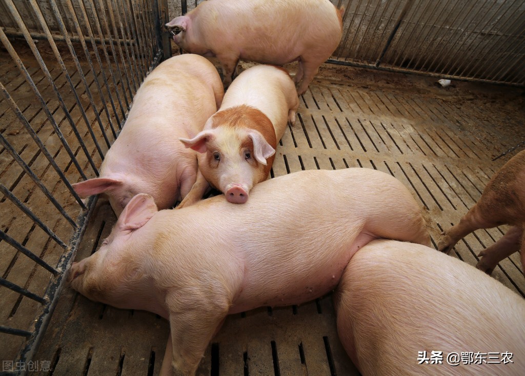 “高楼养猪”是养猪行业发展的新方向，养猪户说好处非常多