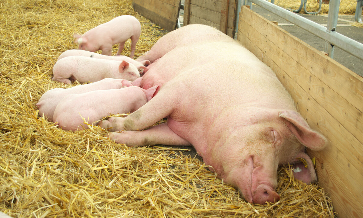 母猪临产时，必须注意的事项有哪些？