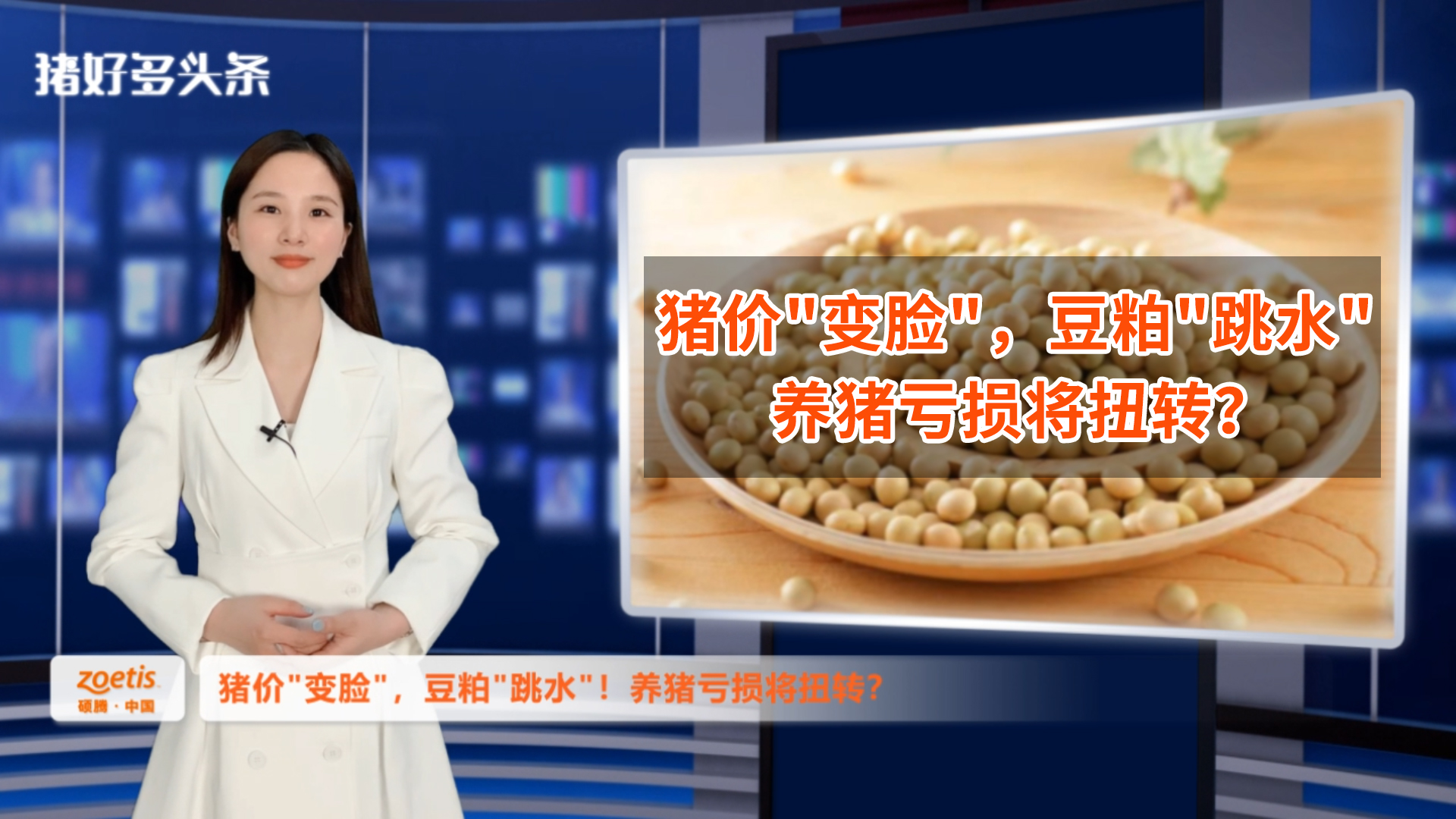卖一头亏500！豆粕“跳水”，饲料降价！养猪亏损局面将扭转？