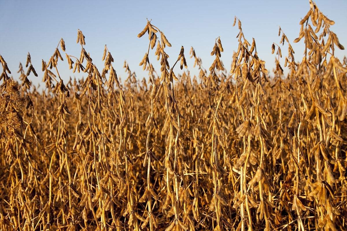 大豆价格持续走低，玉米价格有望持续上涨，但也有不少利空因素