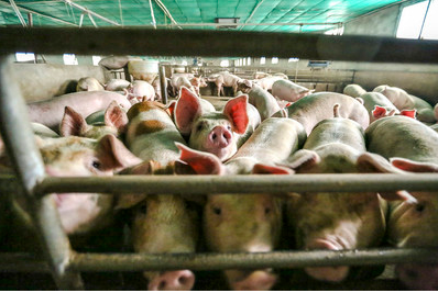 广东省：保证年出栏生猪3300万头以上，能繁母猪稳定在191万头左右