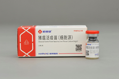 中国猪瘟的流行现状及疫苗免疫失败的原因有哪些？