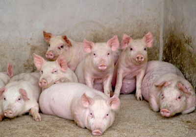2022年04月09日全国各省市15公斤仔猪价格行情报价，养猪持续亏损，散户逐渐退出，仔猪真的没有市场了吗？