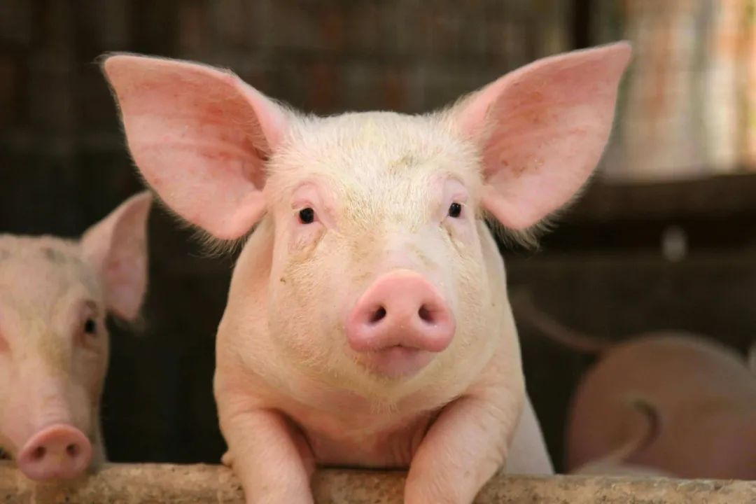 6元猪价持续，养殖企业深亏！专家：5月出现反弹的概率很大！