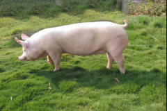 堪萨斯州立大学为加裕生长-育肥猪开发的赖氨酸计算器