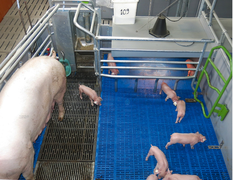 法国养猪院实验场完成产房自由栏改造