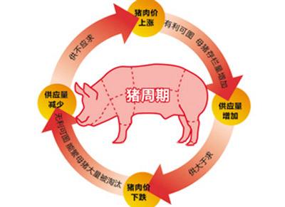 猪周期