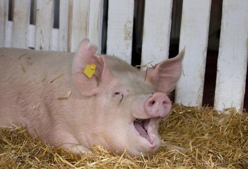 在猪的饲料中添加环丙氨嗪，可以起到有效灭蝇吗？