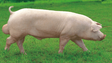 2021国外前沿养猪新技术介绍，能直接辨别出精液质量优秀的公猪