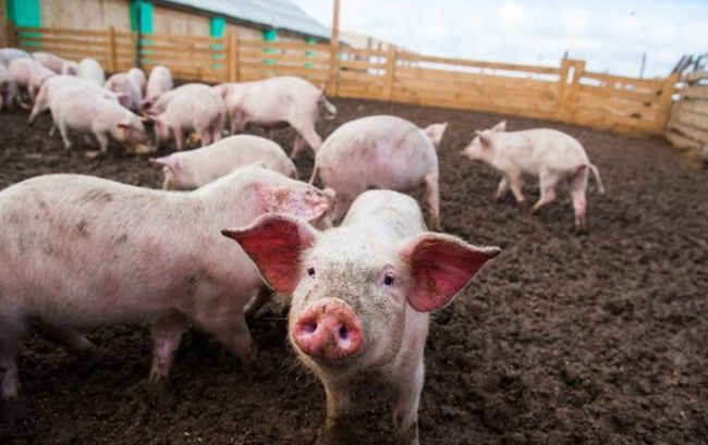 江西：能繁母猪存栏300-500头及以上猪场，确定为生猪产能调控基地