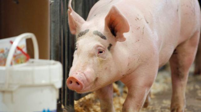 英国养猪产业陷入巨亏，成本飙升至16.6元/kg以上，头均出栏亏损高达506元