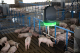 新认知！利用人工智能识别猪群咳嗽发掘潜在疾病风险