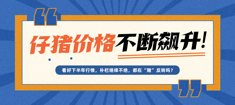 看好下半年行情，补栏络绎不绝，仔猪价格飙升！都在“赌”反转吗？